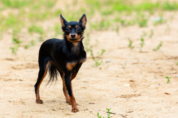 istock A Russian Toy Terrier breed dog stands on a sandy field. 1509702678