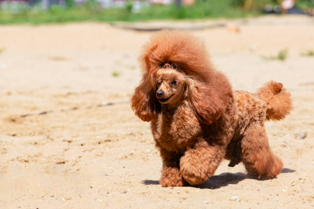 caniche brun sur un champ sablonneux - sandy brown photos photos et images de collection