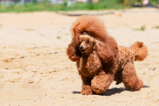 brown poodle on a sandy field - sandy brown fotos imagens e fotografias de stock