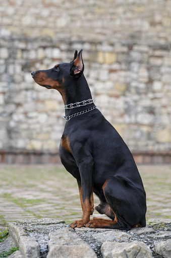 Studio shot of Doberman Pinscher isolated on black background.Brave guardian loyal to his owners!
