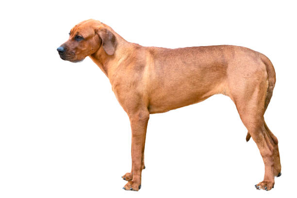 istock Tosa Inu (also called Tosa Ken and Japanese Mastiff) in front of a white background 1509702817