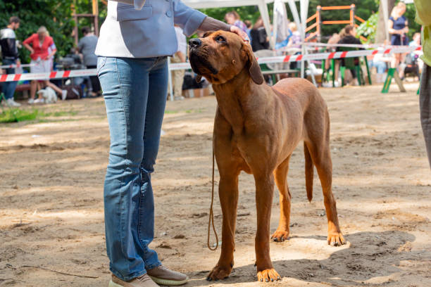 istock Tosa Inu  at a dog show 1509702820