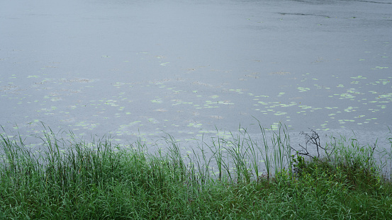 misty morning on scandinavian lake with rain ripples on water, summer season