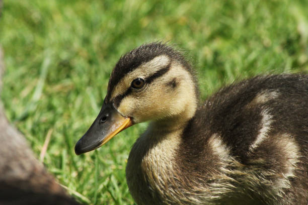 istock A baby duckling 1509705986
