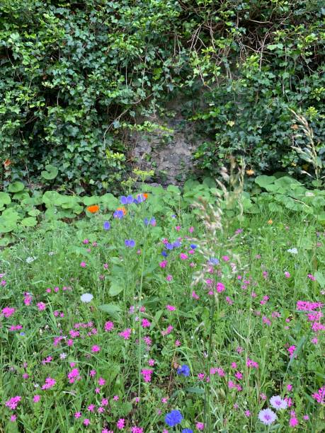 istock Wildflowers on a grassy verge 1509707555