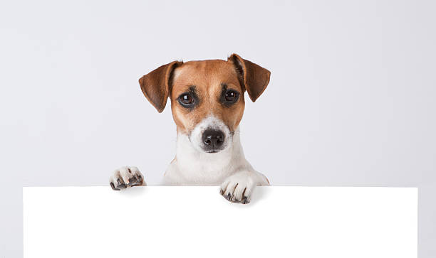 Dog above banner. Cute Jack Russell terrier with empty white banner jack russell terrier stock pictures, royalty-free photos & images