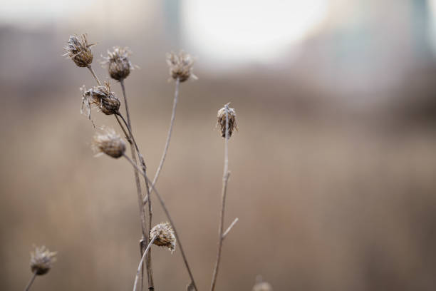dry bur grass on rural field in early spring