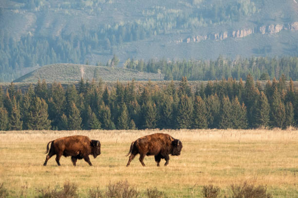 bison Grasen – Foto