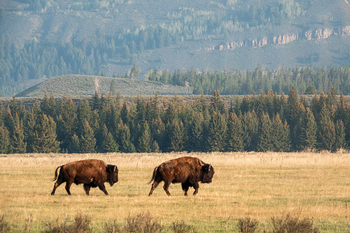 Bison grazing in the early morning hours at Yellowstone National Park.