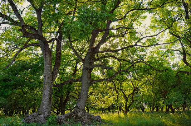 istock Two big ash trees in the forest in summer 1509717776