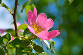Rosehip, wild rose, blooms among green leaves