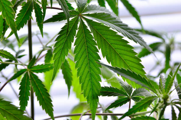 istock Young cannabis plants close up. Growing marijuana. 1509720234
