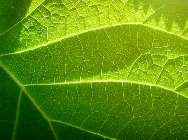 厳しい日差しの接写を持つ緑の葉 - tree leaf green chlorophyll ストックフォトと画像