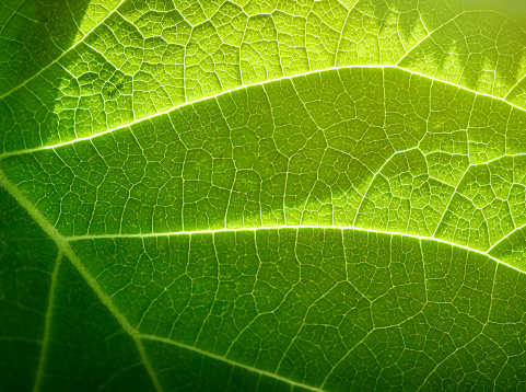 green leaf with harsh sunlight close-up