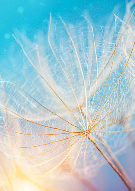 istock macrophotography of dandelion seed 1509725060