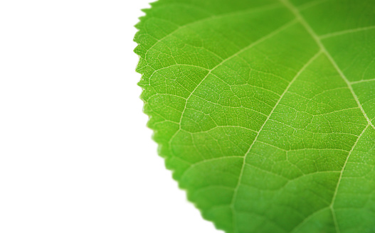 the green leaf is highlighted on a white background