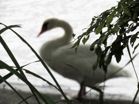 Swan's Nest in Heiligenhaus on Abtskuecher pond. Hump swan pair guarded the nest bird eggs.
