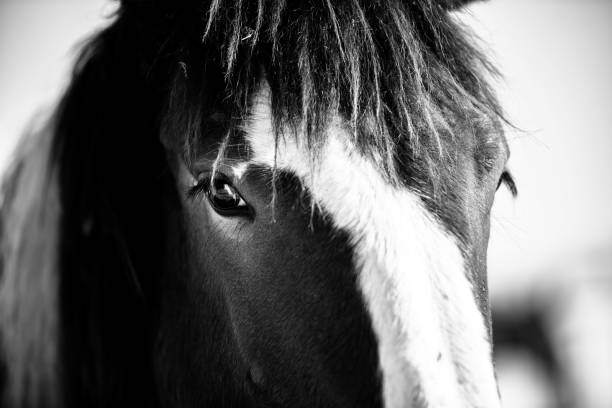 istock Grayscale of a beautiful horse with a blurry background 1509730255