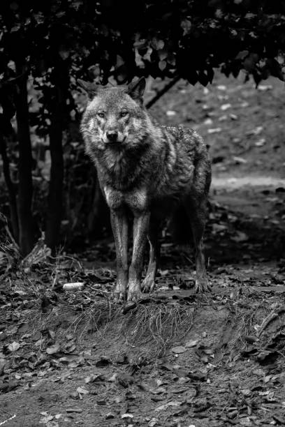 istock Grayscale of a wild Wolfdog standing in the forest with a blurry background 1509730268