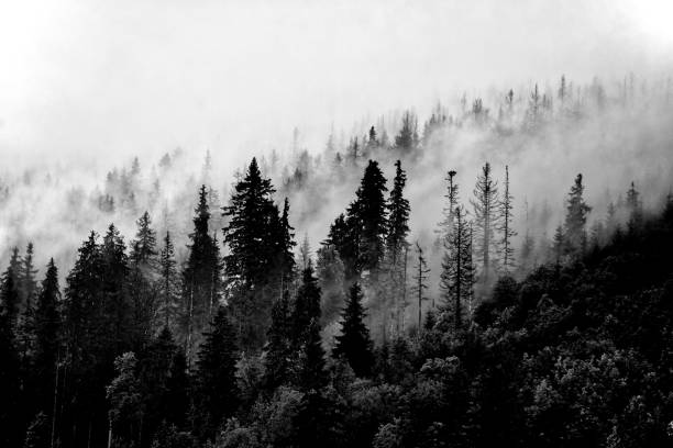 istock Breathtaking view of a forested hillside blanketed in mist 1509730291