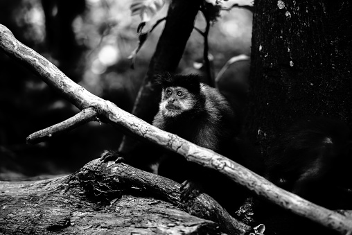 Spider monkey on climbing tour in the Costa Rican rainforests