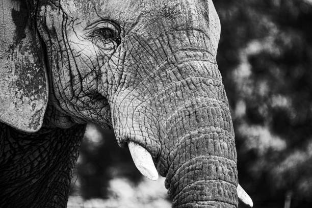 istock Majestic elephant stands  in its natural habitat, with a blurry background 1509730305