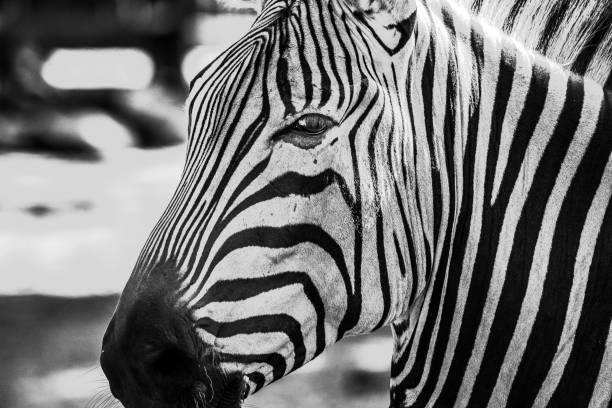 istock Grayscale of an adorable zebra standing with a blurry background 1509730311