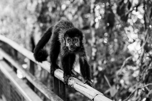 a grayscale of a monkey perched on a railing, overlooking a lush natural landscape of trees
