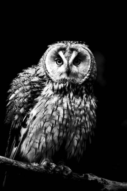 istock Grayscale of a beautiful owl perched atop a tree branch against a dark background 1509730320