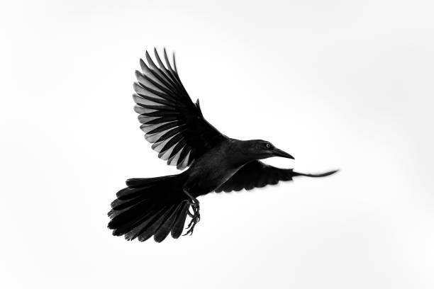 istock Grayscale of a beautiful  Great-tailed grackle during  a flight 1509730323