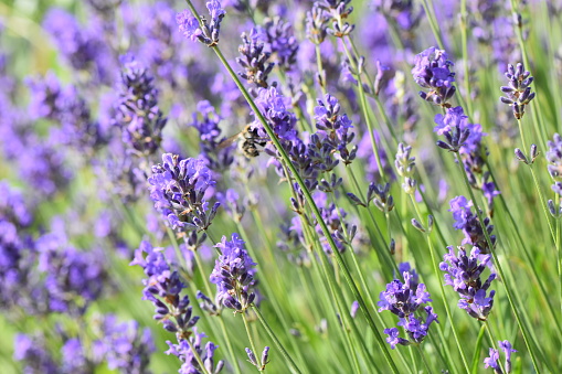 Horizontal photo flora lavender flowers and insects natural atmosphere