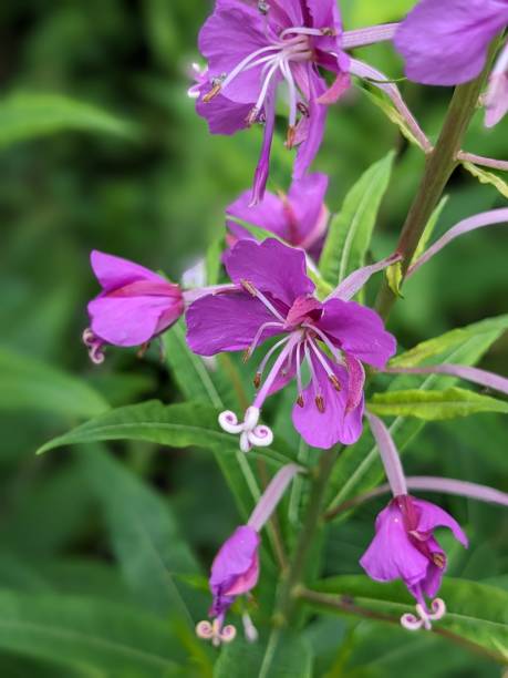istock Epilobium angustifolium - Fire Weed 1509757194