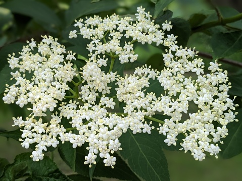 White meadow flower yarrow on natural background. Close up