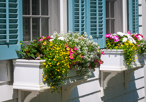 A pair of  window boxes are overflowing the flowers outside  windows of a Cape Cod home.