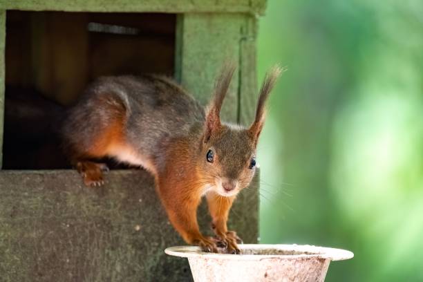 istock Curious squirrel perched on a wooden birdhouse, peering out the window 1509828079