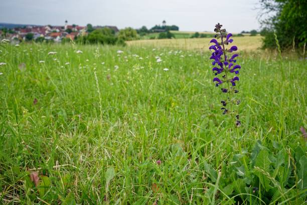 istock White sage flower standing against a backdrop of lush green grass 1509831295