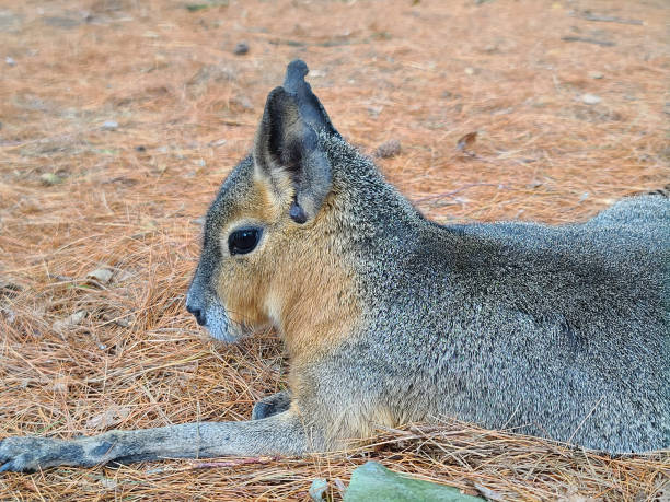 istock Closeup of a Mara 1509841965