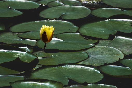 image of water lily flower and green leaves. The water lily flower, which is an aquatic plant, stands on the surface of the water in lakes and streams and offers impressive beauties. Shot with a full-frame camera in daylight.