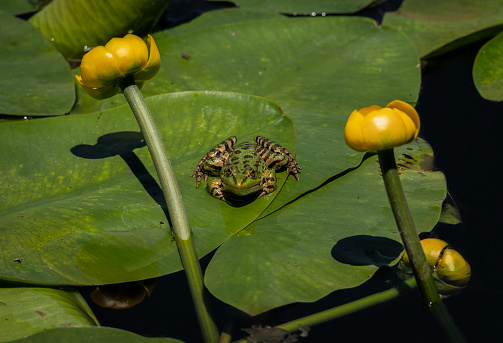 Male frog blowing up his vocal sac in pond.