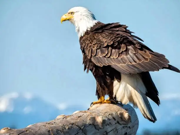 Bald eagle on the west coast of British Columbia