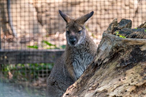 A Tired Wallaby in Captivity