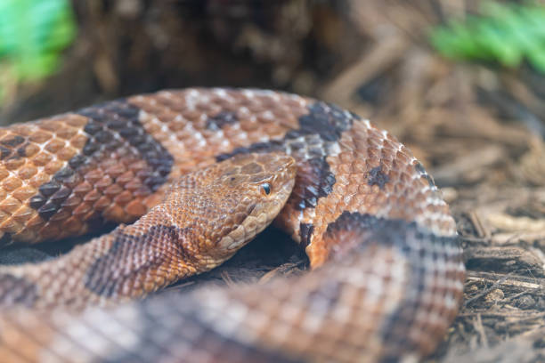 istock Portrait of a Coiled Snake 1509890379