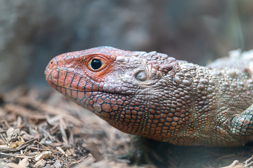 Close Up Photo of a Caiman Lizard