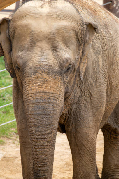 istock Close Up Photo of an Elderly Elephant 1509894487