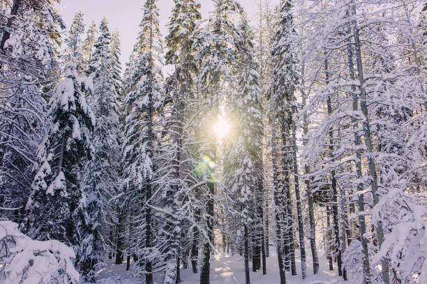 istock Trees covered in snow, winter forest on sunny day 1509907608