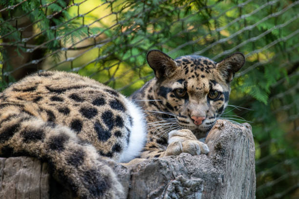 Clouded Leopard Resting on a Tree Clouded Leopard Resting on a Tree portrait of beautiful clouded leopard neofelis nebulosa stock pictures, royalty-free photos & images