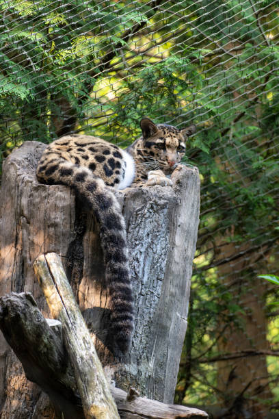 Clouded Leopard Resting on a Tree Clouded Leopard Resting on a Tree portrait of beautiful clouded leopard neofelis nebulosa stock pictures, royalty-free photos & images