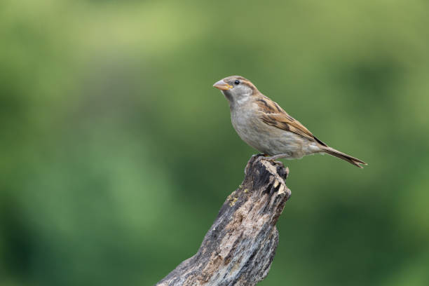 istock Female House Sparrow (Passer Domesticus) 1509911894
