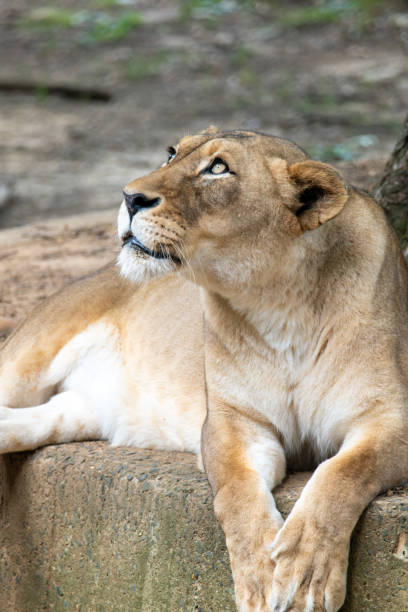 istock Lioness Looking at the Jungle Canopy 1509912406