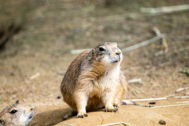 istock A Portrait of a Prairie Dog 1509913982
